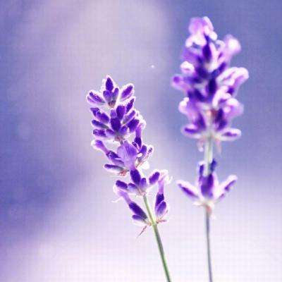 买球的app排行榜前十名推荐app下载